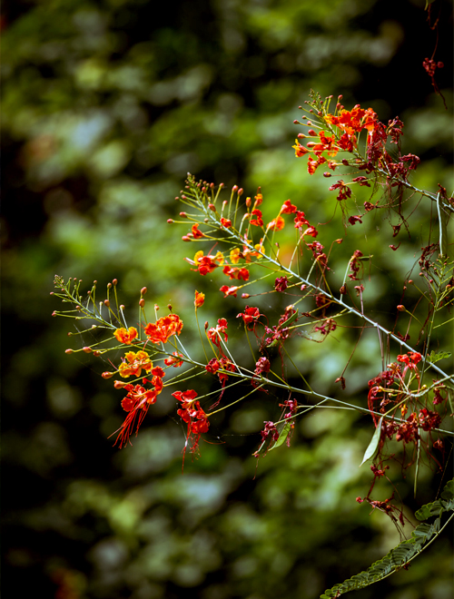 Experiences 2 A branch of bright red and orange flowers with slender green stems against a blurred green background.