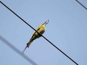 Sample Picture 5